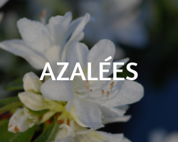 AZALEES roue pepinieres