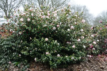 Camellia hybride High Fragrance LM DSC_6323