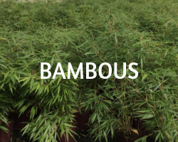 bambous roue pepinieres