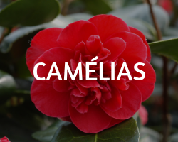 camelia roue pepinieres