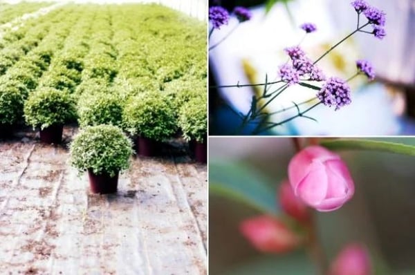 createur de vegetal