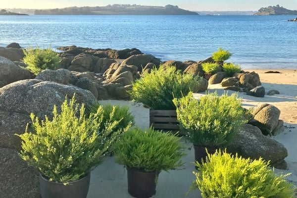 diosma_Bretagne